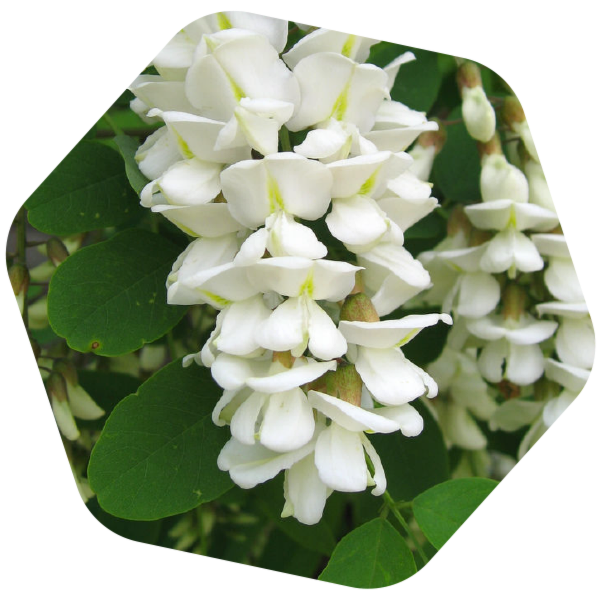 MIELE DI ERBA MEDICA BIO e SENZA GLUTINE