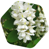 MIELE DI ERBA MEDICA BIO e SENZA GLUTINE