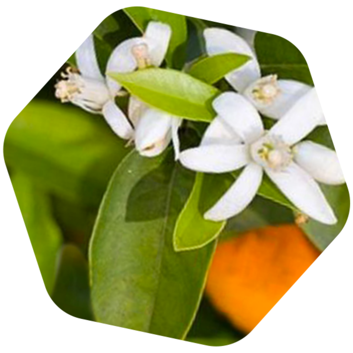 MIELE DI ARANCIO BIO e SENZA GLUTINE