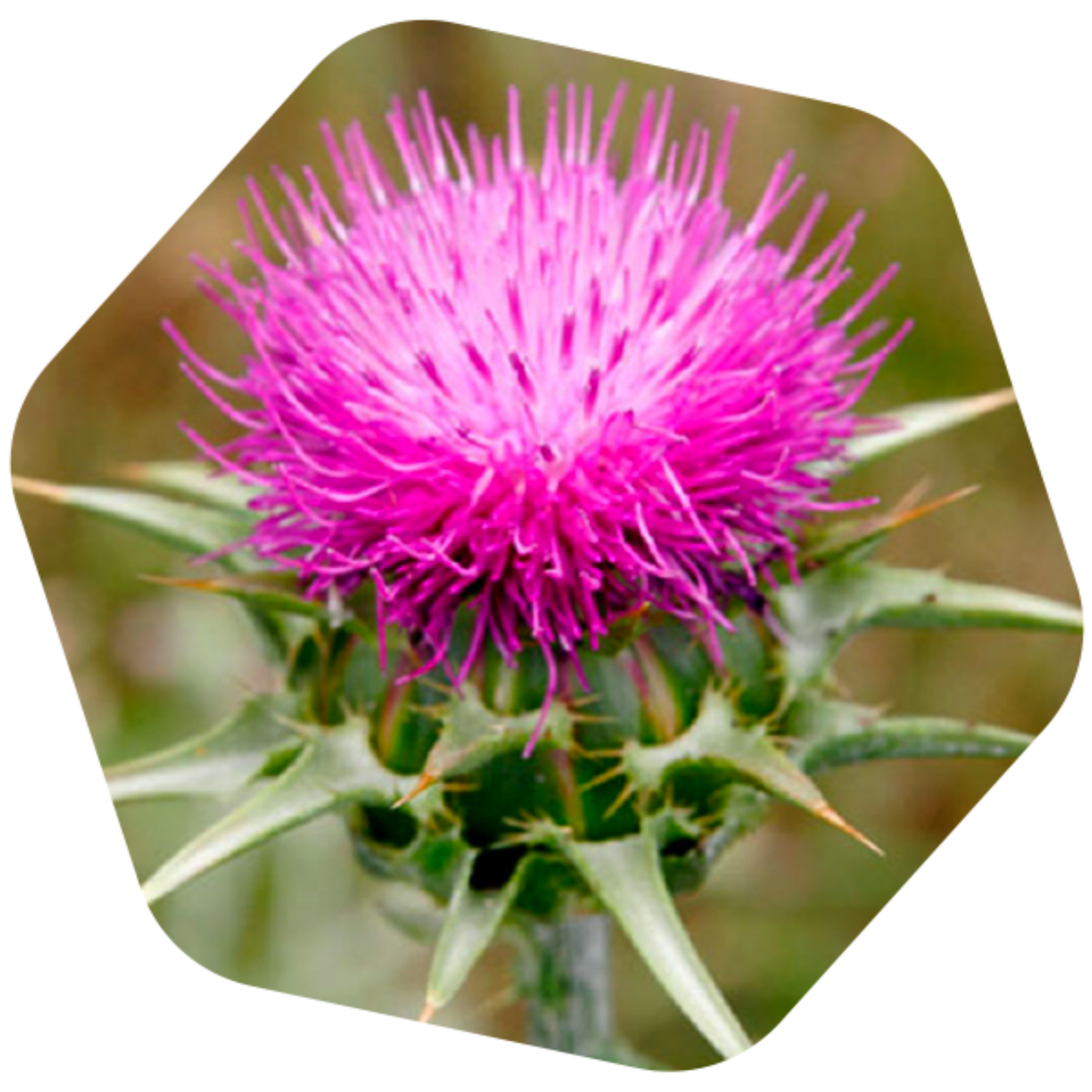 MIELE DI CARDO BIO e SENZA GLUTINE