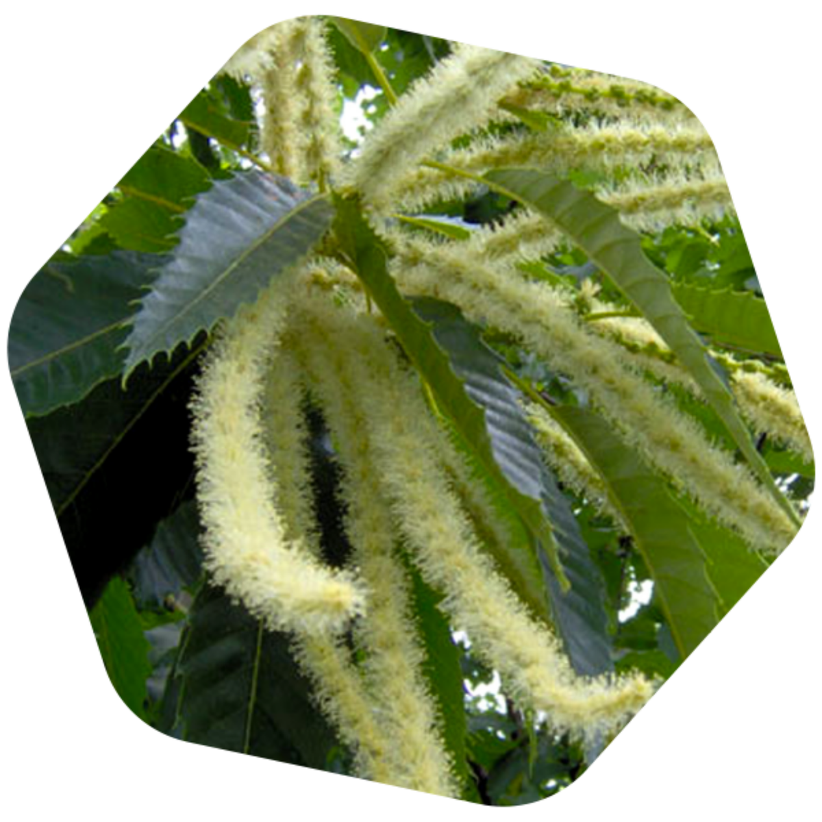 MIELE DI CASTAGNO BIO e SENZA GLUTINE