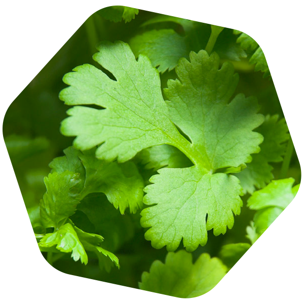 MIELE DI CORIANDOLO BIO e SENZA GLUTINE