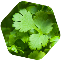 MIELE DI CORIANDOLO BIO e SENZA GLUTINE