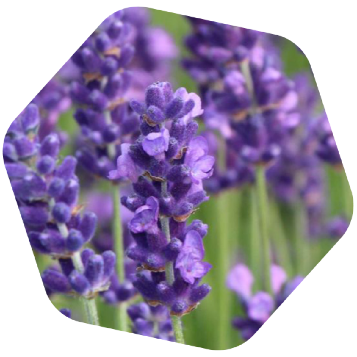 MIELE DI LAVANDA FRANCESE BIO e SENZA GLUTINE