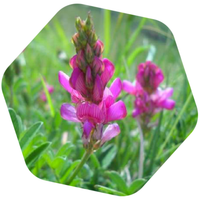 MIELE DI LUPINELLA BIO e SENZA GLUTINE