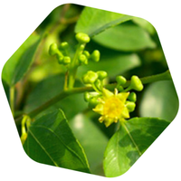 MIELE DI MARRUCA BIO e SENZA GLUTINE