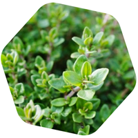 MIELE DI TIMO BIO e SENZA GLUTINE