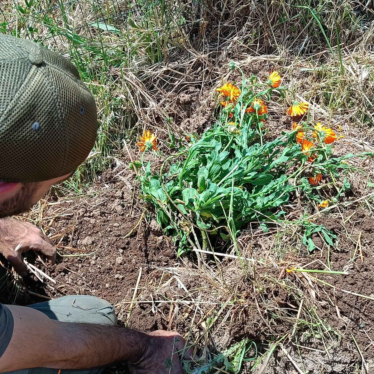ERBE CILENTO Laboratorio di Erbe Officinali - Tisana Sfusa Rinfrescante Digestiva 50 g