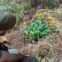 ERBE CILENTO Laboratorio di Erbe Officinali - Tisana Sfusa Rinfrescante Digestiva 50 g